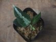 画像3:  Aglaonema picutum  "ちゃんぷーる"  BNN from Sibolga Timur【AZ0322-2h】