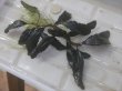 画像2: Bucephalandra sp. "AW No.1" from Kalimantan barat【AZ0420-5】XXL株+1芽