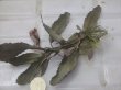 画像3: Bucephalandra sp. "AW No.1" from Kalimantan barat【AZ0420-5】XL株+3芽