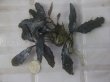 画像1: Bucephalandra sp. "AW No.1" from Kalimantan barat【AZ0420-5】XL2株+2芽