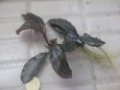 画像2: Bucephalandra sp. "AW No.1" from Kalimantan barat【AZ0420-5】XL株+2芽