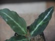 画像2:  Aglaonema picutum　"GW1502　type 8" Padang Sidempuan【TB】