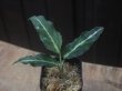 画像3:  Aglaonema picutum　"GW1502　type 8" Padang Sidempuan【TB】