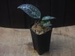 画像4: Aglaonema pictum "PS-G" from Pandang Sidempuan【HW1223-01g】