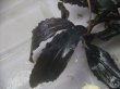 画像3: Bucephalandra sp. "AW No.1" from Kalimantan barat【AZ0420-5】XL株