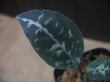 画像2: Aglaonema pictum "PS-G" from Pandang Sidempuan【HW1223-01g】