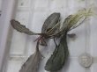 画像4: Bucephalandra sp. "AW No.1" from Kalimantan barat【AZ0420-5】XL株+2芽