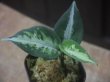 画像3:  Aglaonema picutum tricolor from Tigalingga【HW0818-XG】