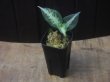 画像4:  Aglaonema picutum tricolor from Tigalingga【HW0818-XG】