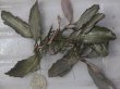 画像4: Bucephalandra sp. "AW No.1" from Kalimantan barat【AZ0420-5】XL2株+2芽
