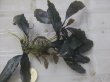 画像3: Bucephalandra sp. "AW No.1" from Kalimantan barat【AZ0420-5】XL2株+2芽