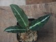 画像1:  Aglaonema picutum　"GW1502　type 8" Padang Sidempuan【TB】