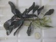 画像1: Bucephalandra sp. "AW No.1" from Kalimantan barat【AZ0420-5】XXL株+1芽