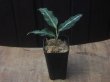 画像5:  Aglaonema picutum　"GW1502　type 8" Padang Sidempuan【TB】