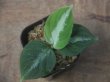 画像1:  Aglaonema picutum multicolor "HGWTZ PS-4" from Padang Sidempuan【HW0523-29】No.2