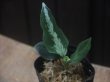 画像1:  Aglaonema picutum  "ちゃんぷーる"  BNN from Sibolga Timur【AZ0322-2h】