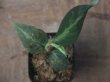 画像3: Aglaonema pictum "PS-G" from Pandang Sidempuan【HW1223-01g】