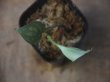 画像2: Aglaonema pictum "PS-G" from Pandang Sidempuan【HW1223-01g】