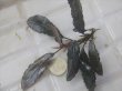 画像2: Bucephalandra sp. "AW No.1" from Kalimantan barat【AZ0420-5】XL株