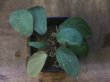 画像2: Homalomena sp. "Lemon Peel" from Aceh Besar【AZ0324-1】