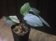 画像1: Homalomena sp. "Silver Muska" from Aceh Besar【AZ0324-2】