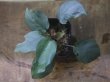 画像2: Homalomena sp. "Silver Muska" from Aceh Besar【AZ0324-2】