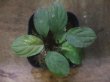 画像2: Homalomena sp. "Lemon Peel" from Aceh Besar【AZ0324-1】