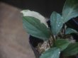 画像3: Homalomena sp. "Lemon Peel" from Aceh Besar【AZ0324-1】