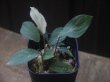 画像2: Homalomena sp. "Lemon Peel" from Aceh Besar【AZ0324-1】