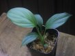 画像1: Schismatoglottis sp "Silver Leaf" from Kalbar【AZ0823-3】