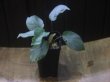 画像4: Homalomena sp. "Silver Muska" from Aceh Besar【AZ0324-2】