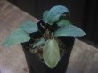 画像1: Homalomena sp. "Lemon Peel" from Aceh Besar【AZ0324-1】