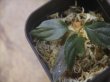 画像2: Homalomena sp.  from Lahat【AZ1123-1】