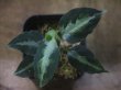 画像4: Aglaonema pictum multicolor "lvl 5.0" from Sibolga Timur【HW0819-05c】