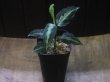 画像5: Aglaonema pictum multicolor "lvl 5.0" from Sibolga Timur【HW0819-05c】