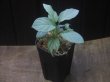 画像4: Homalomena cf. humilis Sumatera Barat【LA0719-02】