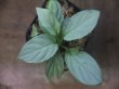 画像3: Homalomena cf. humilis Sumatera Barat【LA0719-02】