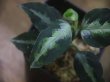 画像2: Aglaonema pictum multicolor "lvl 5.0" from Sibolga Timur【HW0819-05c】