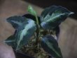 画像1: Aglaonema pictum multicolor "lvl 5.0" from Sibolga Timur【HW0819-05c】