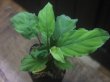 画像1: Homalomena sp. Perak Malaysia【R0718-01】G