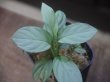 画像1: Homalomena cf. humilis Sumatera Barat【LA0719-02】