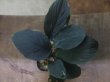 画像1: Homalomena sp. "Hitam besar" from Aceh Besar【AZ0324-3otr】