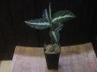 画像5: Aglaonema pictum "PS-B" from Padang Sidempuan【HW1223-01b】