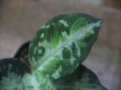 画像2: Aglaonema pictum ”ちゃんぷーる” BNN from Sibolga timur【AZ0322-2h】