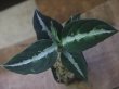 画像1: Aglaonema pictum "PS-B" from Padang Sidempuan【HW1223-01b】