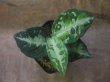 画像1: Aglaonema pictum ”ちゃんぷーる” BNN from Sibolga timur【AZ0322-2h】