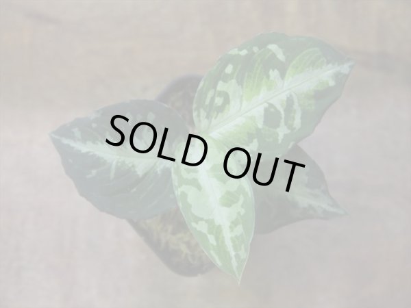 画像1: Aglaonema pictum ”ちゃんぷーる” BNN from Sibolga timur【AZ0322-2h】