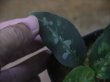 画像3: Aglaonema pictum ”ちゃんぷーる” HD from Aceh barat【AZ1021-3b】