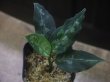 画像1: Aglaonema pictum ”ちゃんぷーる” HD from Aceh barat【AZ1021-3b】