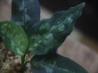 画像2: Aglaonema pictum ”ちゃんぷーる” HD from Aceh barat【AZ1021-3b】